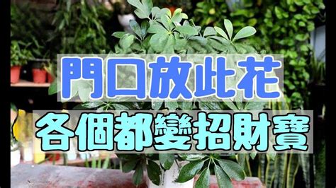 門前種什麼好|門前招財花推薦